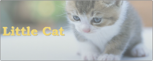 Little Cat