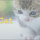 Little Cat