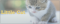 Little Cat